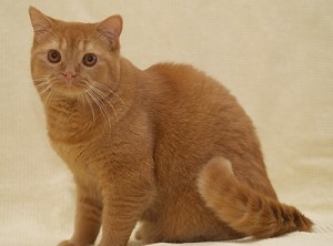 Британцы красного окраса. Рыжий британский кот фото. Рыжий британец фото. Британцы рыжего окраса.  